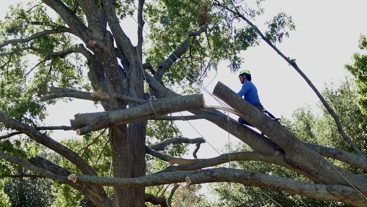 Professional Hazardous Tree Removal performed by certified arborists in Alamance